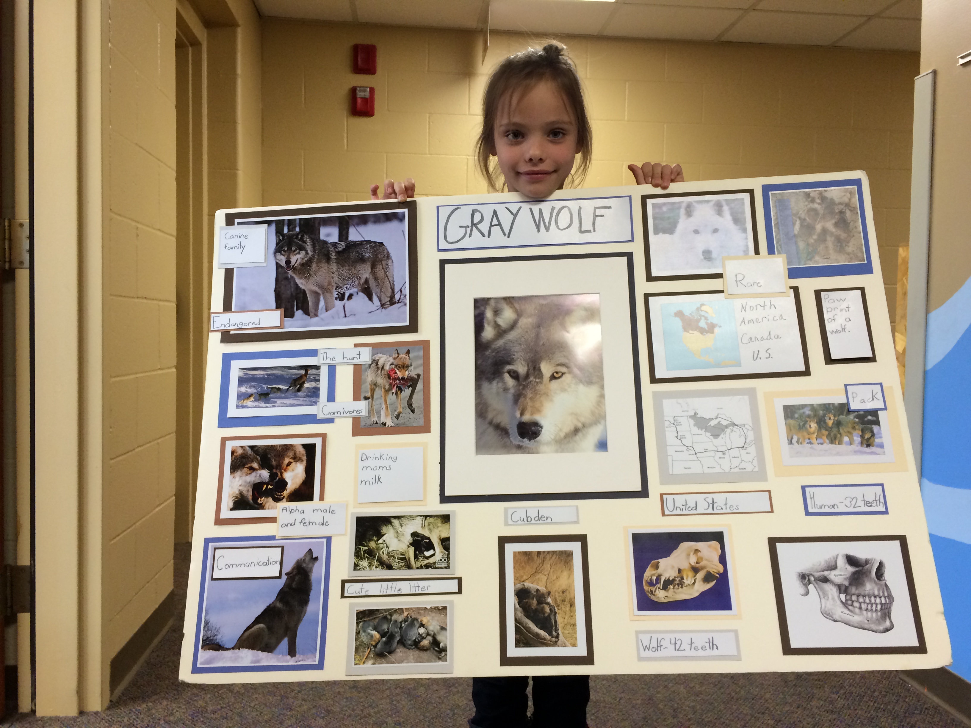 2nd Grade Animal Reports - Cornerstone Christian School